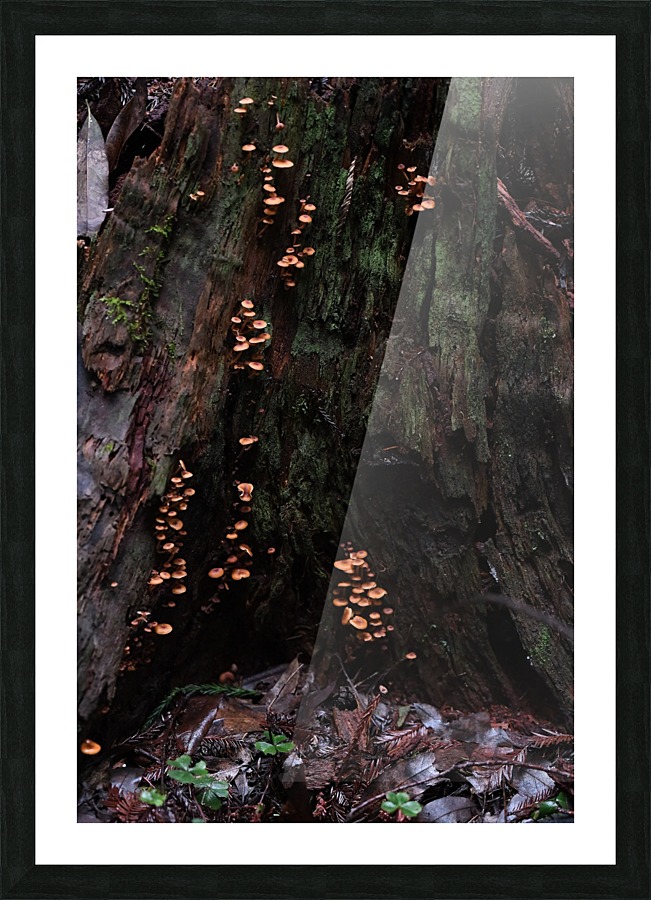 Tiny Mushrooms Picture Frame print