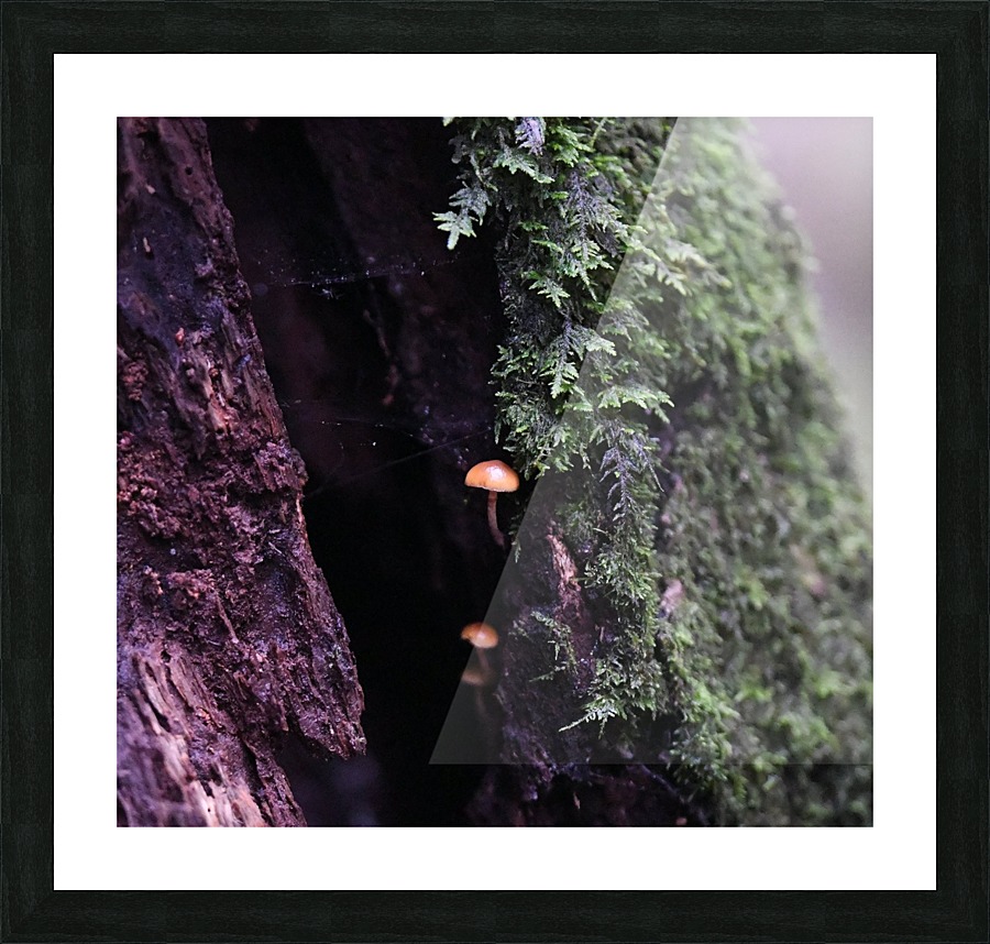 Forest Growth Picture Frame print
