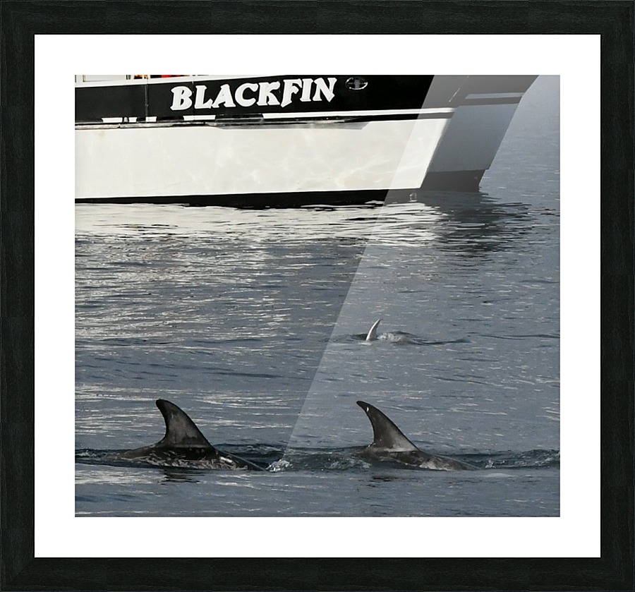 Blackfin Picture Frame print