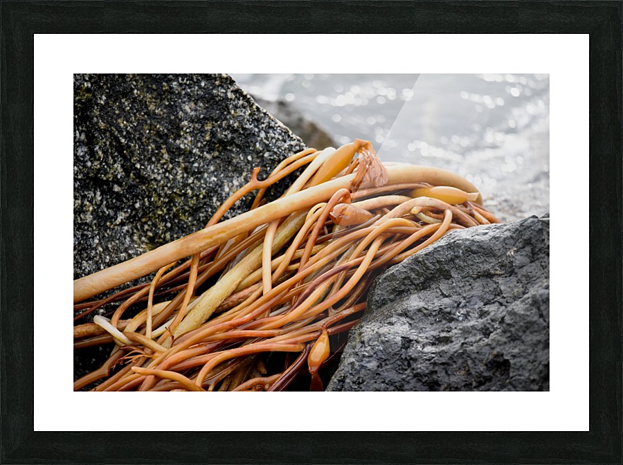 Kelp Picture Frame print