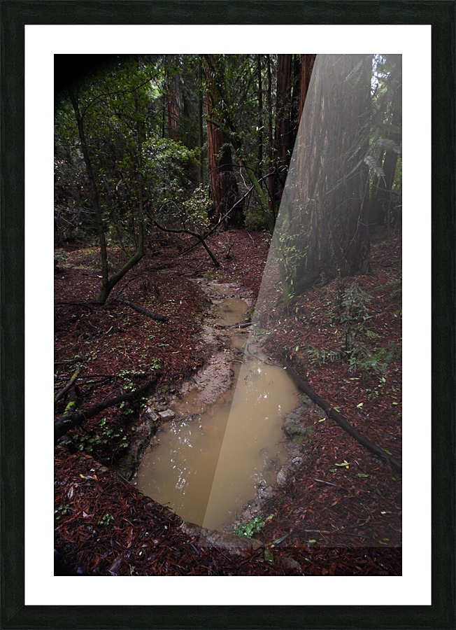 Forest Puddle Picture Frame print
