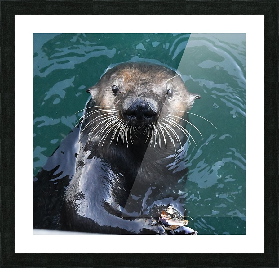 Otter Face Picture Frame print
