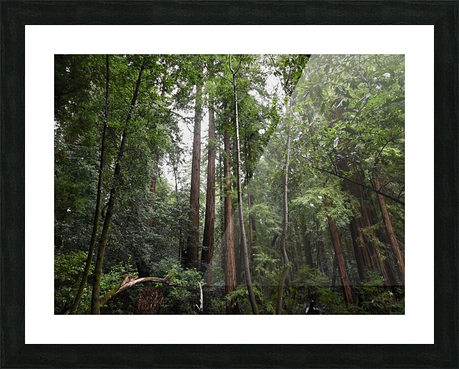 Trees Picture Frame print