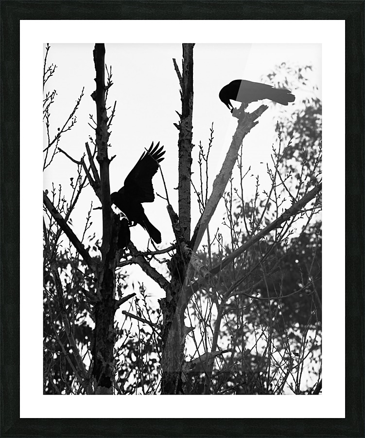Black Birds Picture Frame print