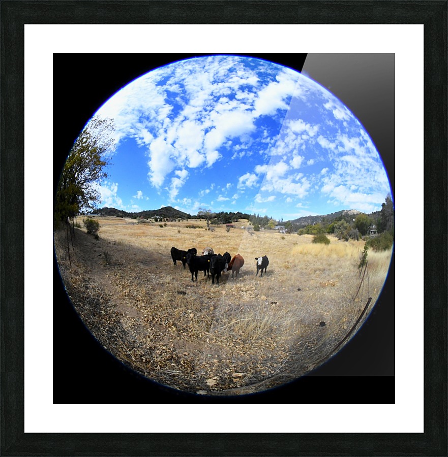 Cows Picture Frame print
