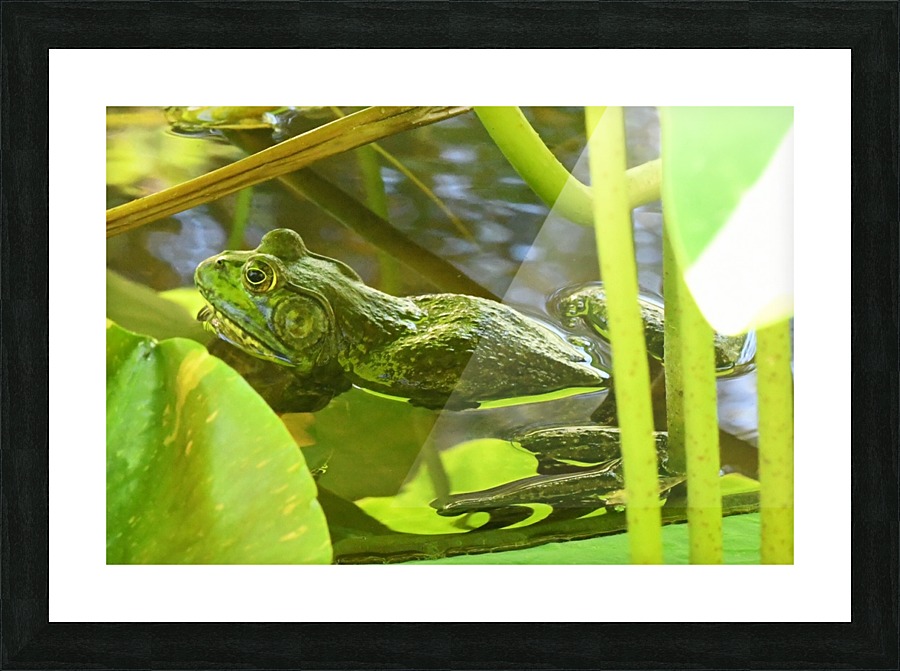 Frog Picture Frame print