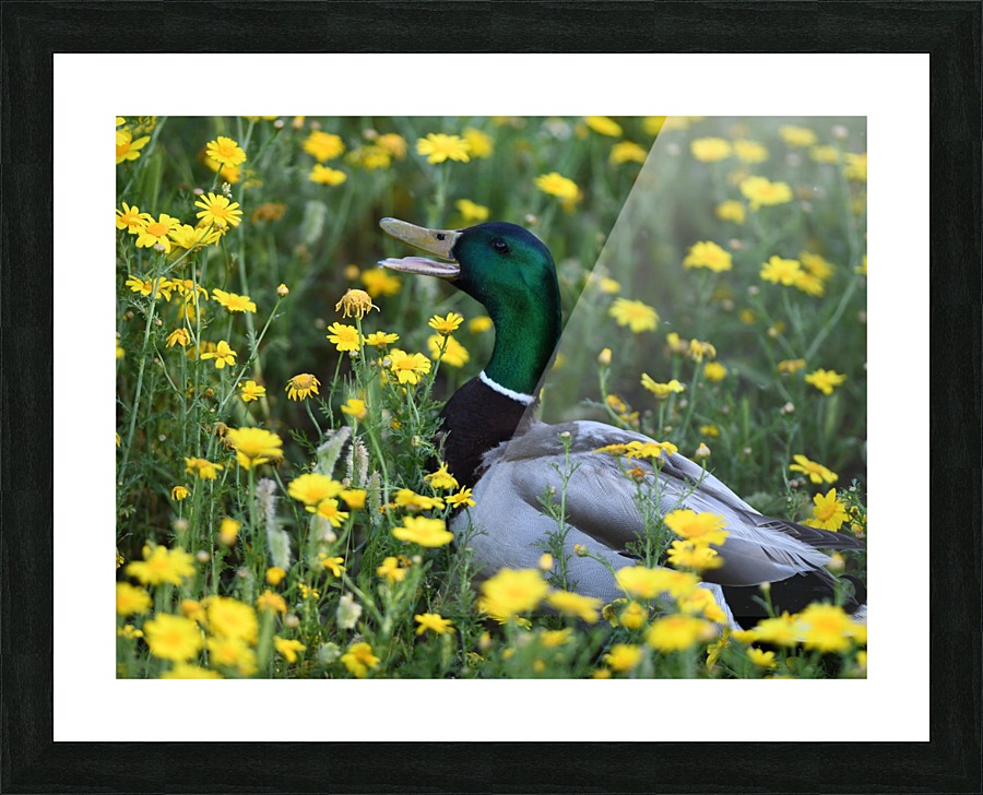 Mallard in the Spring Picture Frame print