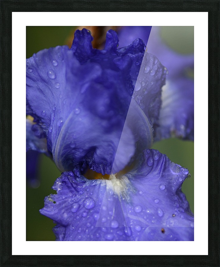Purple Flower Picture Frame print