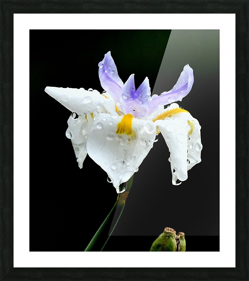 Wet Beauty Picture Frame print