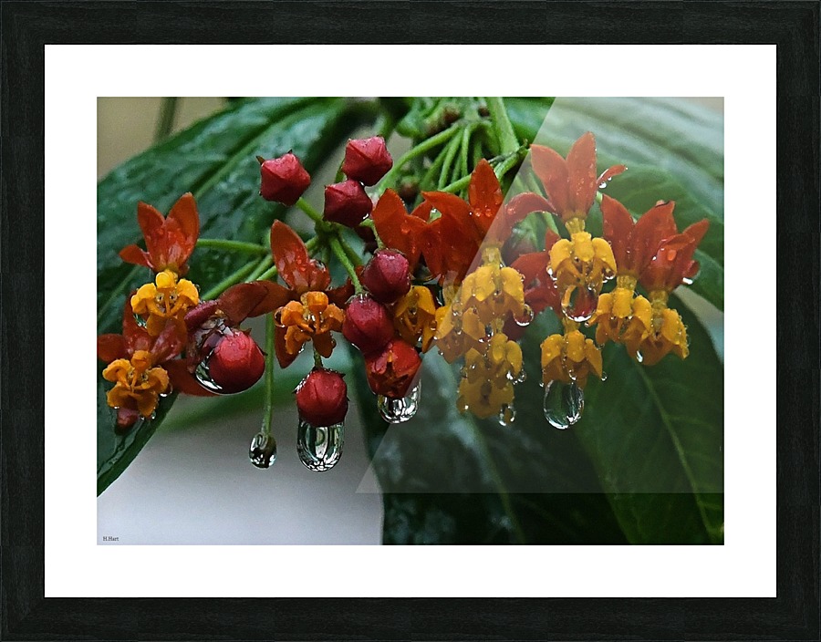 After the Rain Picture Frame print