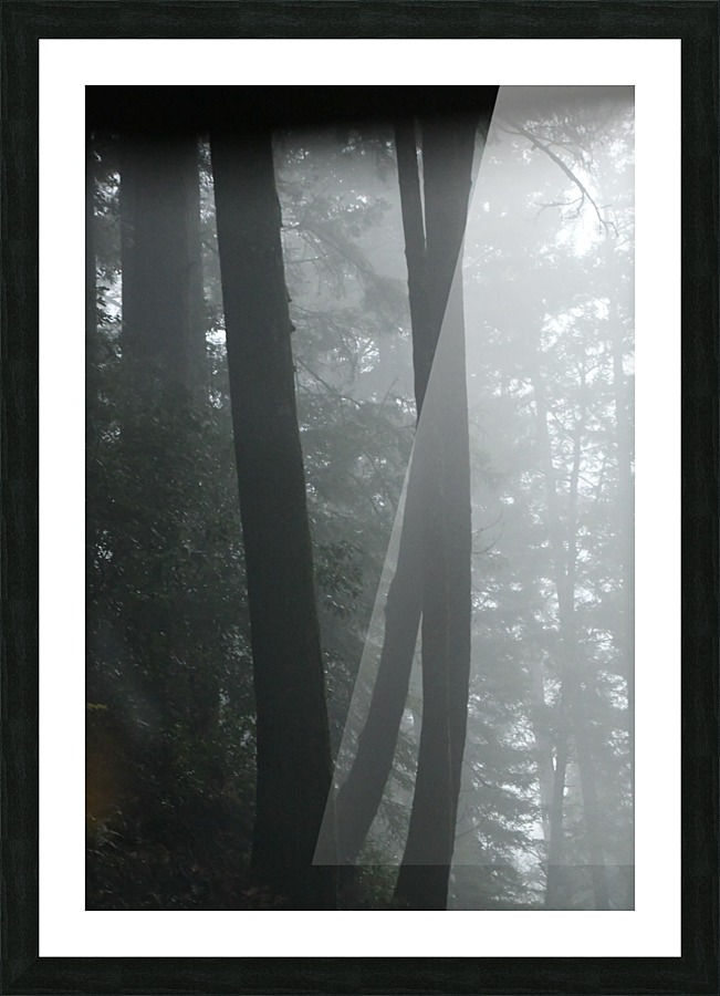 Trees in the Mist Picture Frame print