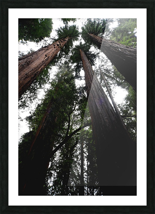 Giants Picture Frame print