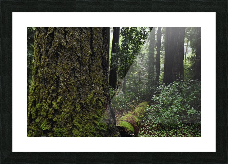 Enchanted Forest Picture Frame print