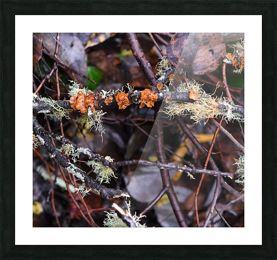 Fungi Picture Frame print