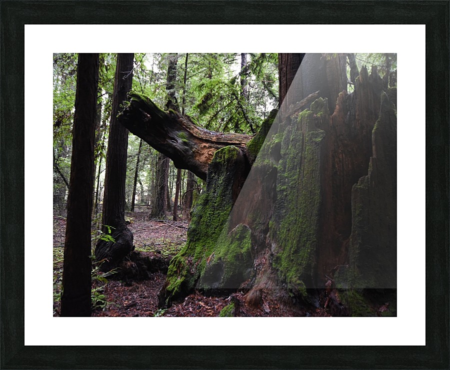 Green Wood Picture Frame print