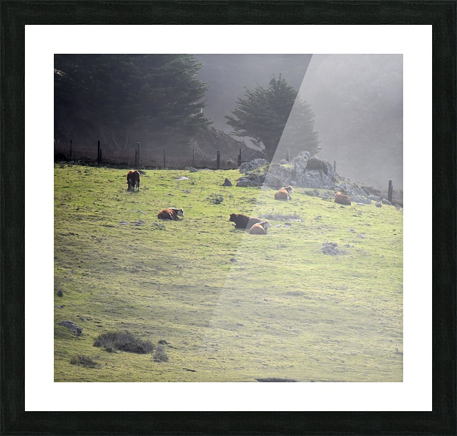 Cows in the Mist Picture Frame print
