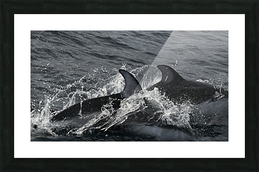 Common Dolphins Picture Frame print