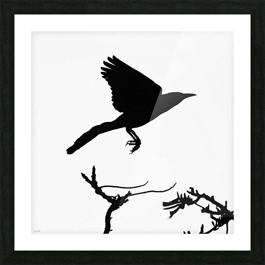 Blackbird Picture Frame print