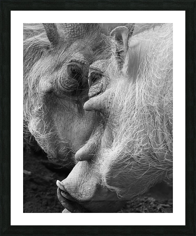 Warthogs Picture Frame print