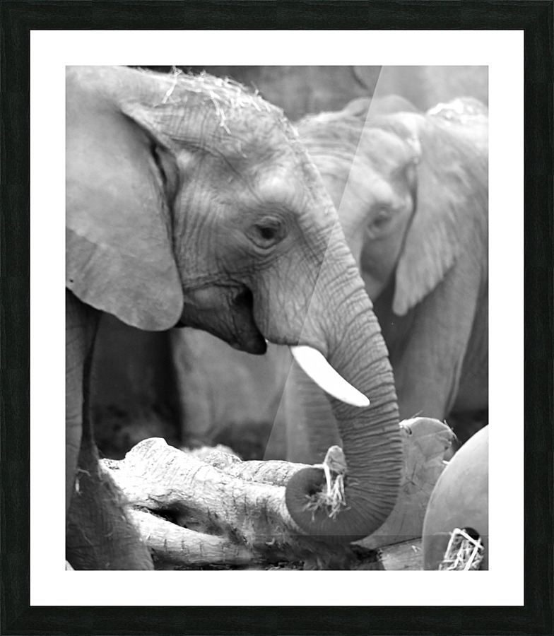 Elephants Picture Frame print