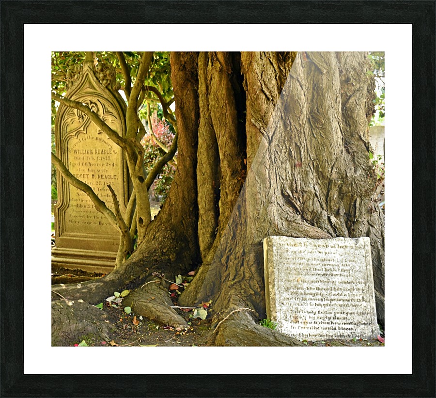 Grave Trees Picture Frame print