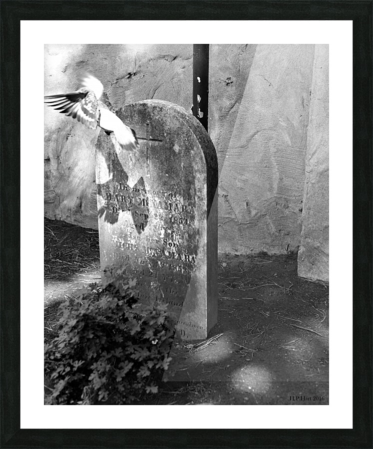 Cemetery Bird Picture Frame print