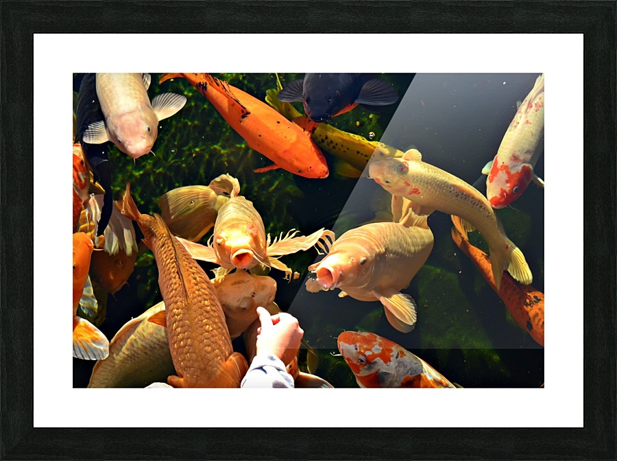 Many Koi Picture Frame print