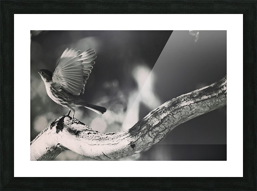 Bird Picture Frame print