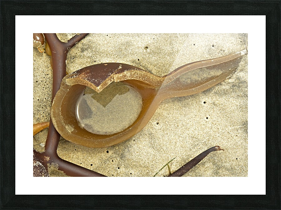 Bull Kelp Picture Frame print