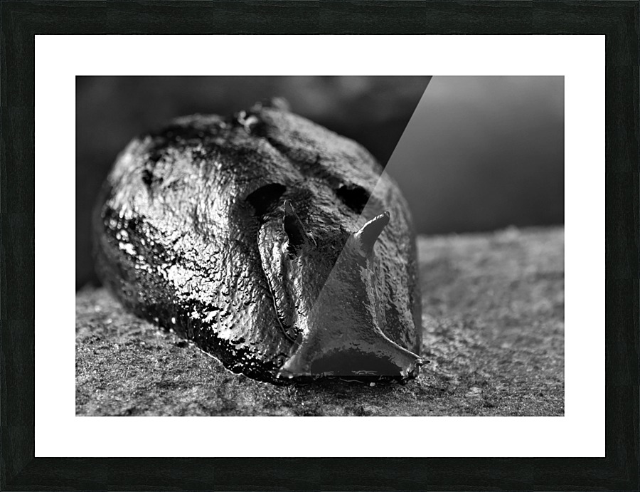 Sea Hare Picture Frame print