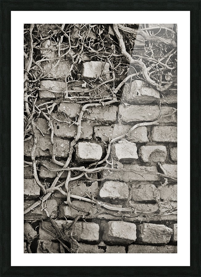 Vines On A Wall Picture Frame print
