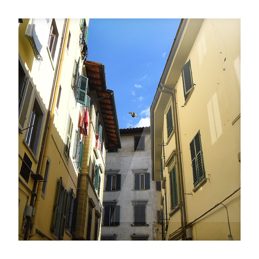 Bird Between Buildings Picture Frame print