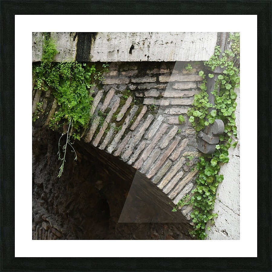 Vines on A Wall Picture Frame print
