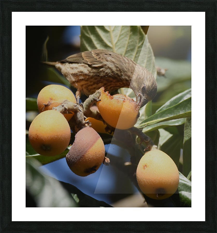 Loquat Feast Picture Frame print