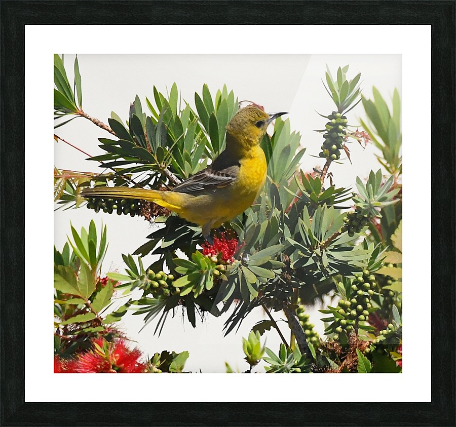 Goldfinch Picture Frame print