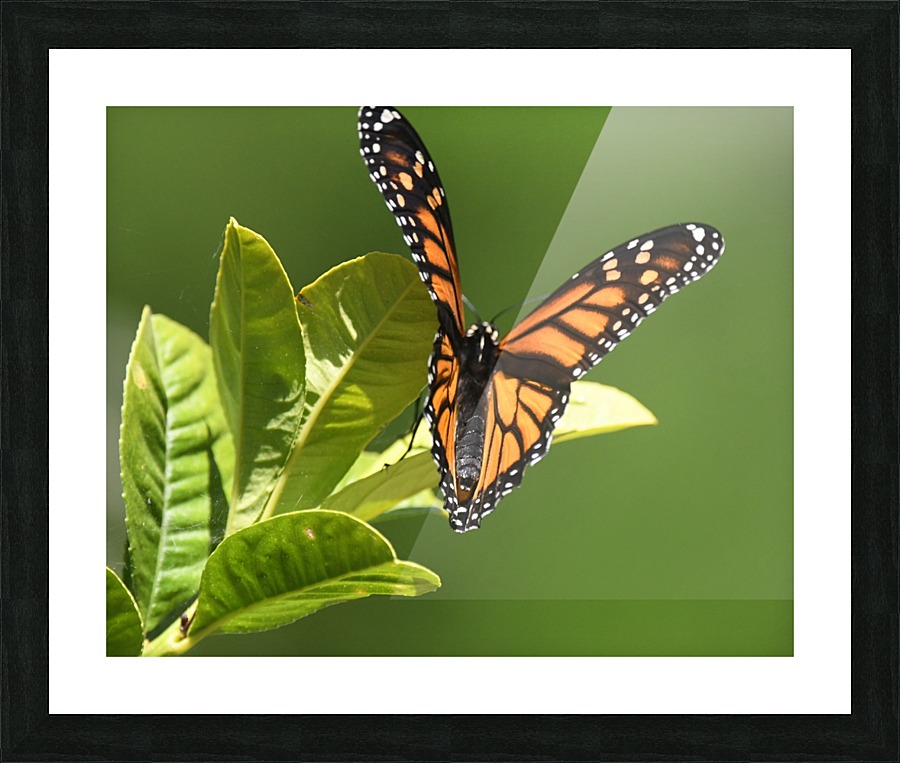Monarch II. Picture Frame print