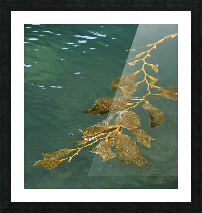 Kelp in the Sea Picture Frame print