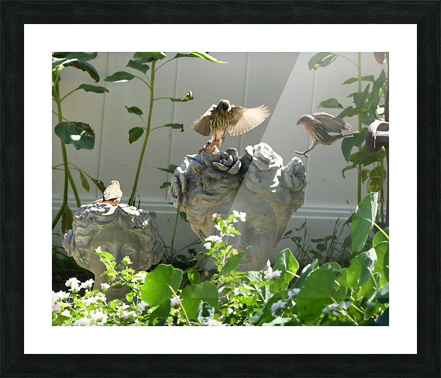Bird Brain Picture Frame print