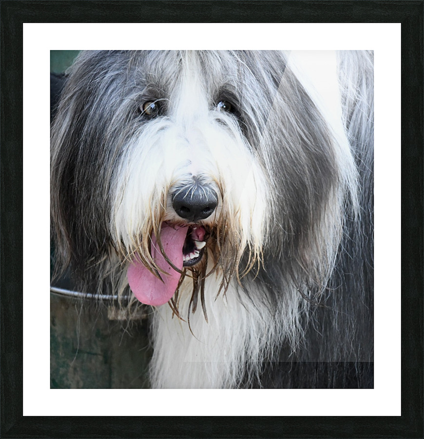 Sup Dog Picture Frame print
