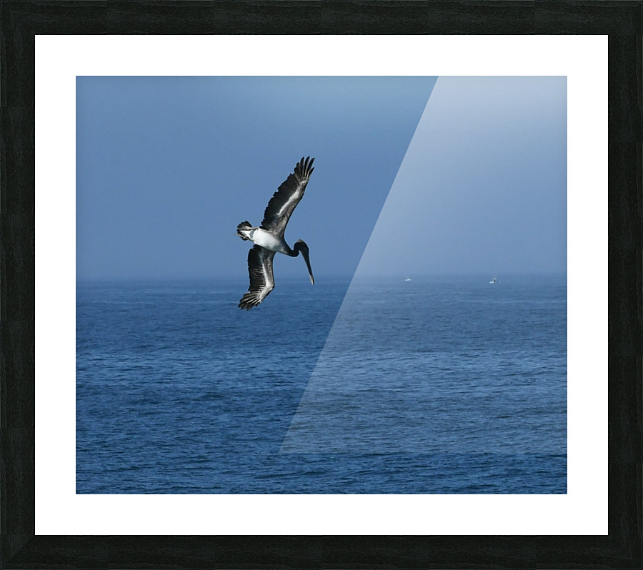 Pelican Dive Picture Frame print