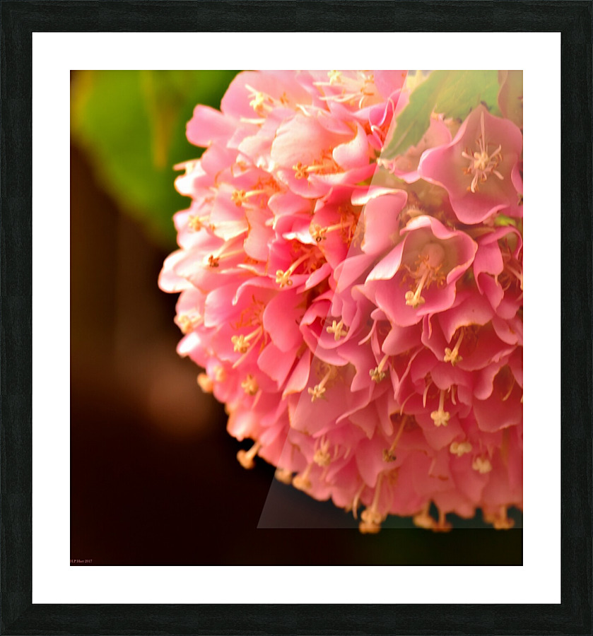 Pink Puff Picture Frame print