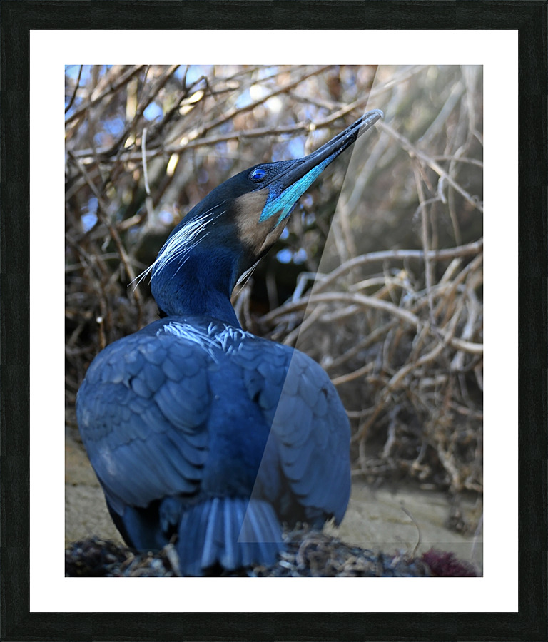 Cormorant Picture Frame print