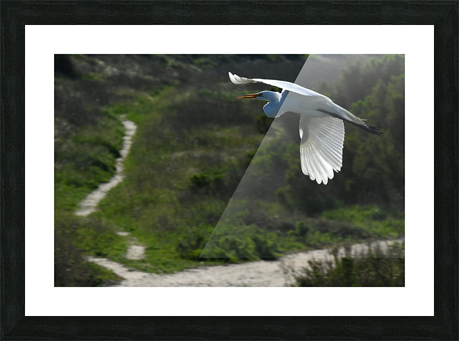 Egret 6 Picture Frame print