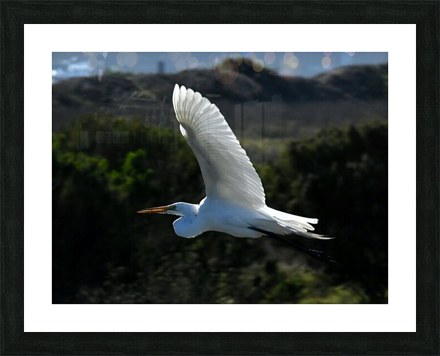 Egret 5 Picture Frame print
