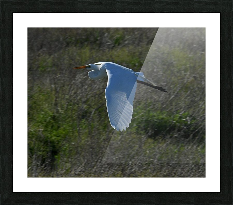 Egret 4 Picture Frame print