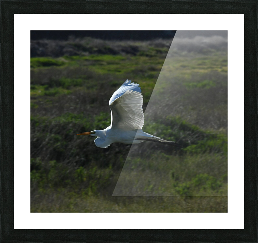 Egret 3 Picture Frame print