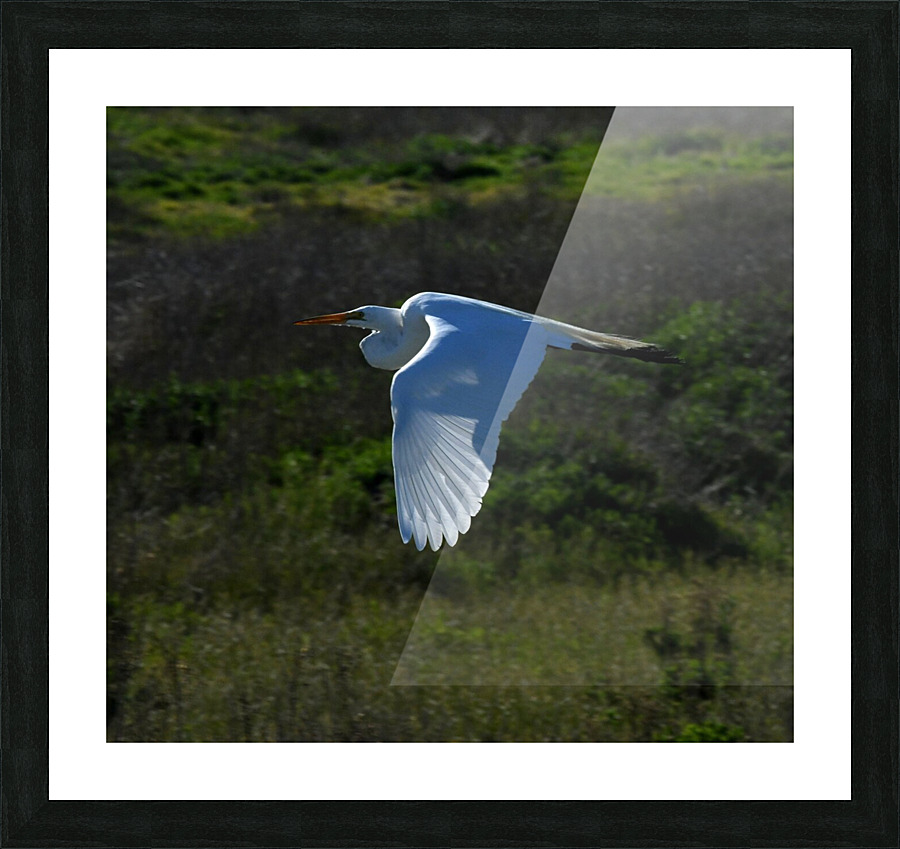 Egret 1 Picture Frame print
