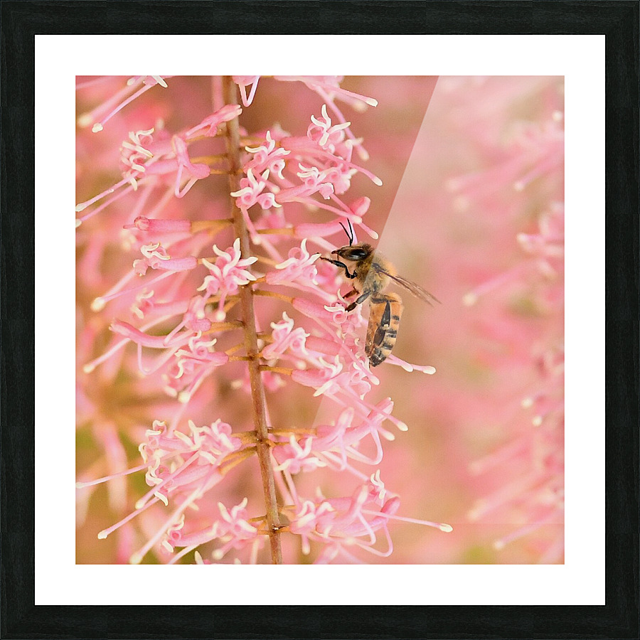 Pink Bee Picture Frame print