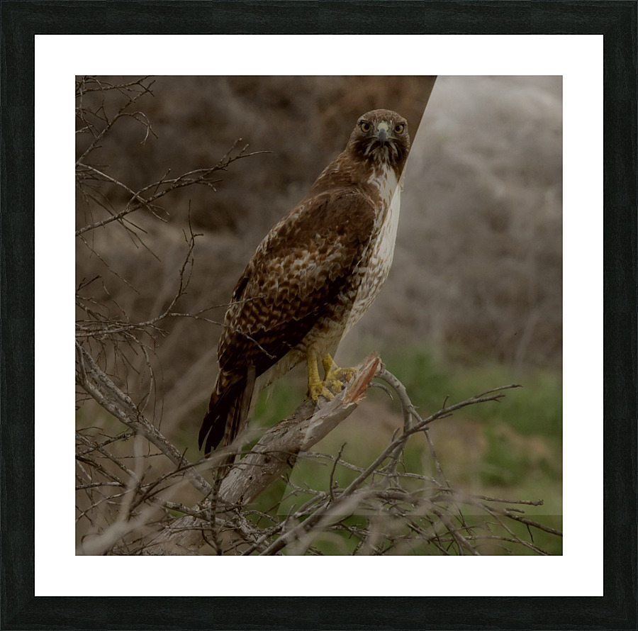 Hawk Eye Picture Frame print