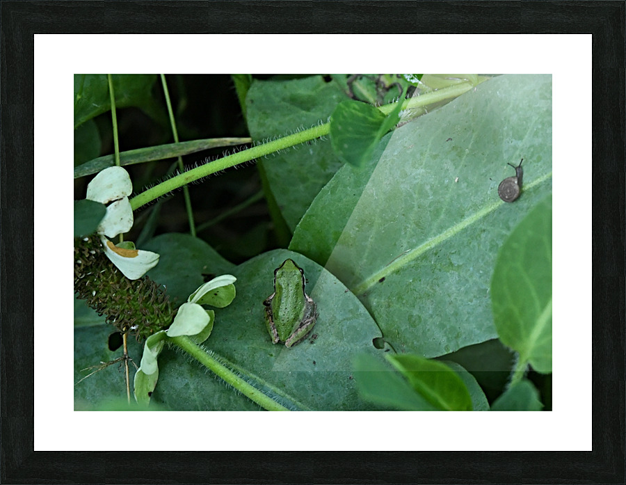 DSC 7832 Picture Frame print